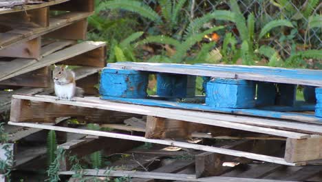 Squirrel-on-pallets-eating,-then-running-off