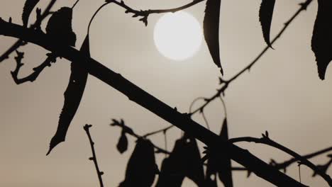 Silhouette-Der-Blätter-Auf-Einem-Ast-Und-Die-Sonne-Im-Nebel-Im-Hintergrund