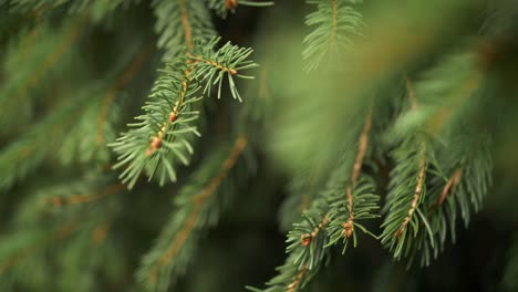 Closeup-of-spruce-branch-with-needles-moving-in-wind-in-slow-motion