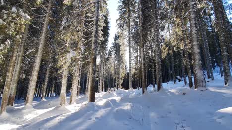 Schnee-Schmilzt-Und-Fällt-Von-Bäumen-Im-Fichtenwald