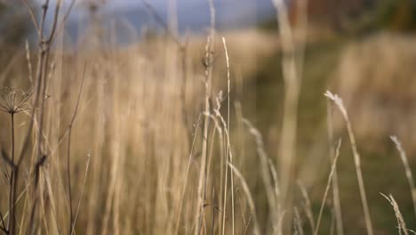 Yellow-dry-grass-in-autumn-wind,-defocusing-shot-with-very-shallow-depth-of-field,-slow-motion