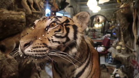 Close-up-of-a-stuffed-tigers-head-in-a-Doha-Qatar-taxidermy-shop