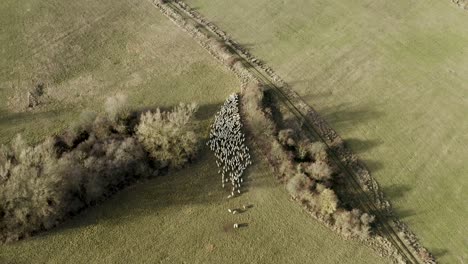 Schafe,-Die-In-Einer-Schönen-Deutschen-Natur-In-Eine-Richtung-Laufen,-Aufgenommen-Von-Einer-Drohne-In-4k