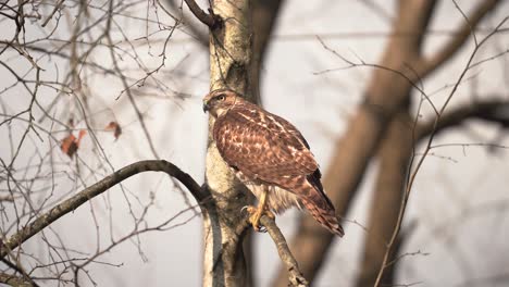 Haddonfield,-New-Jersey---Red-Tailed-Hawk-Perching-On-A-Branch-During-The-Autumn-Season---Close-Up-Shot