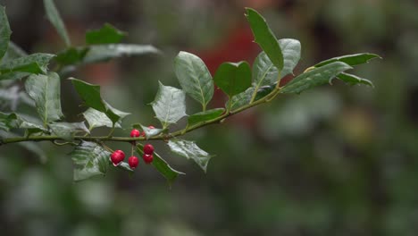 Eine-Holzige-Pflanze,-Die-Kleine-Rote-Beerenfrüchte-Trägt,-Die-In-Haddonfield,-New-Jersey,-Wachsen---Nahaufnahme