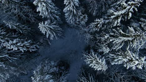 Aerial-top-down-view-moving-up-and-twisting-of-snowy-pine-treetops-like-in-some-dark-horror-movie