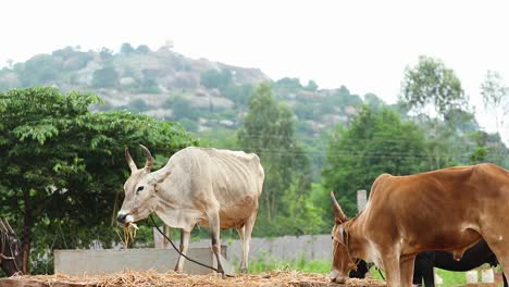 Magere-Indische-Kühe-Und-Rinder-Oder-Kälber,-Die-An-Sonnigen-Tagen-In-Indien-Stroh-In-Der-Wildnis-Fressen