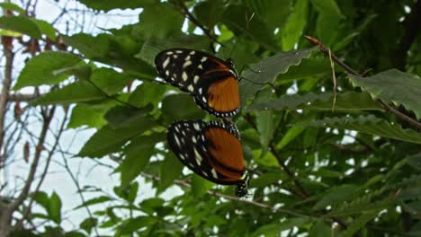 Dos-Mariposas-Monarca-Se-Posan-En-Una-Rama-Con-Poca-Profundidad-De-Campo