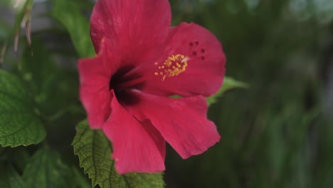 Panorámica-En-Cámara-Lenta-A-Través-De-Una-Flor-De-Hibisco-Floreciente-En-Hawai