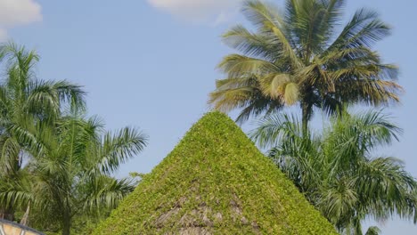 A-panning-shot-of-the-tops-of-palm-trees-and-a-grass-thatched-hut-at-a-holiday-resort