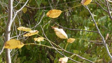 Ein-Starker-Wind-Weht-Herbstblätter
