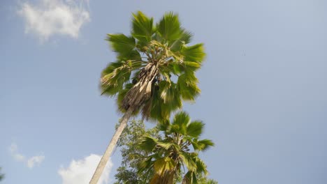 A-rotating-spinning-shot-looking-up-to-the-top-of-a-palm-tree-against-blue-sky's