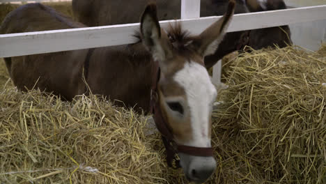 baby-horse-in-a-farm