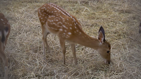 Spotted-Deer-in-a-farm
