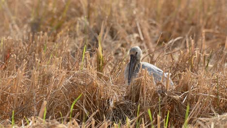 Asian-Openbill,-Anastomus-oscitans,-sitting-on-a-harvested-rice-field-during-a-very-hot-and-windy-afternoon-in-Pak-Pli,-Nakhon-Nayok,-Thailand