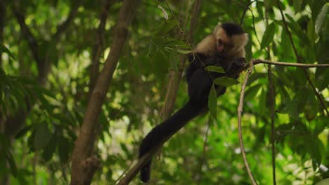 Mono-Capuchino-De-Cabeza-Blanca-Comprobando-Si-Hay-Pulgas