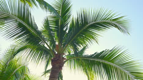 Low-angle-view-on-palm-tree-against-blue-sky