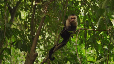 Mono-Capuchino-De-Cabeza-Blanca-Rascándose