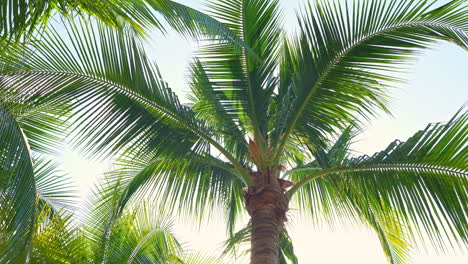 Vegetación-De-Playa-Tropical-Verde-Con-Brisa-Ligera-De-Verano,-Tiro-Estático,-ángulo-Bajo