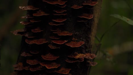 Brown-Mushrooms-Growing-on-Side-of-Tree