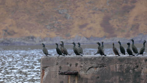 Cormorants-chilling-on-a-stone-wall