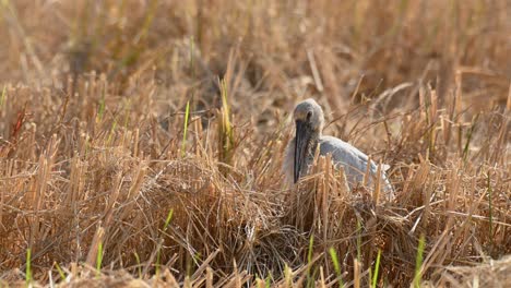 Asian-Openbill,-Anastomus-oscitans,-sitting-on-a-harvested-rice-field-then-stands-a-little-to-turn-its-head-to-its-right-during-a-very-hot-and-windy-afternoon-in-Pak-Pli,-Nakhon-Nayok,-Thailand