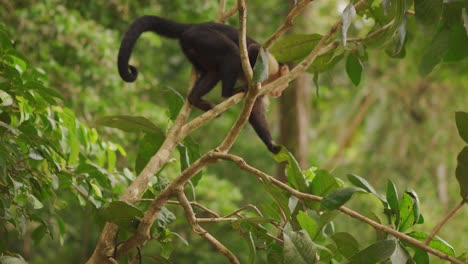 Mono-Capuchino-De-Cabeza-Blanca-Tirando-De-Las-Hojas