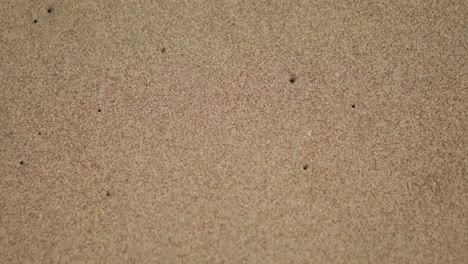 Waschbärpfotenabdrücke-Im-Sand