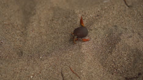 Hermit-Crab-Walking-on-Sand
