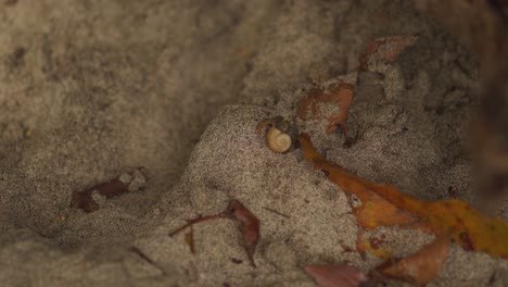 Tiny-Hermit-Crab-Walking-on-Sand