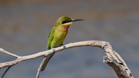 Blue-tailed-Bee-eater,-Merops-philippinus,-perched-on-a-very-dry-dead-branch-during-a-very-windy-day-as-it-is-waiting-for-a-bees-to-flyby-or-any-other-insects-to-feed-on