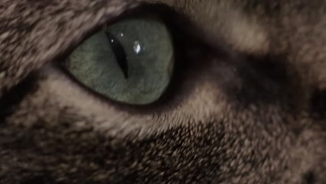 A-close-up-view-of-a-cat's-eye---Extreme-close-up