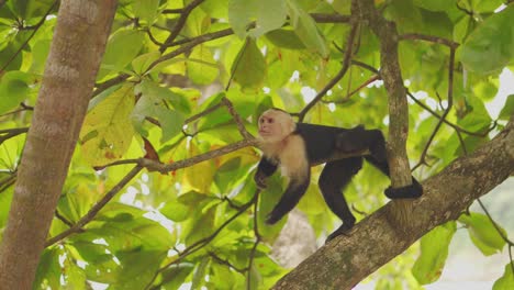 Mono-Capuchino-De-Cabeza-Blanca-Rascándose-Mientras-Está-En-El-árbol