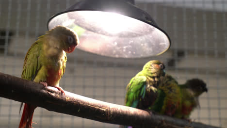 Süße-Lovebirds-In-Einem-Käfig