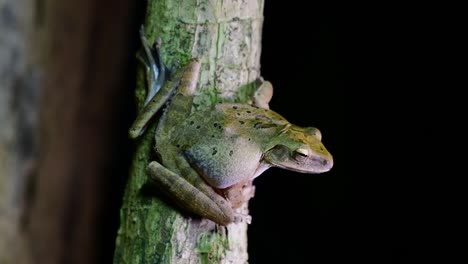 Spot-legged-Tree-Frog,-Polypedates-megacephalus,-found-in-the-jungle-of-Thailand-in-the-middle-of-the-night-sticking-sideways-on-a-dead-tree