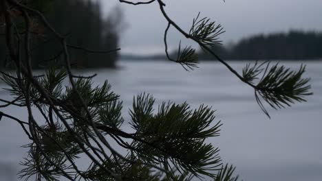 Rainy-depressive-weather,-pine-branches-on-gray-lake-landscape,-sad-loneliness-background