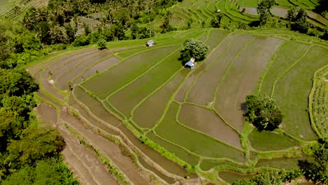 Aerial-birds-eye-shot-over-farming-plots-in-Bali,-Indonesia