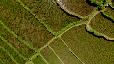 Drone-pan-down-over-rice-fields-in-Bali,-Indonesia