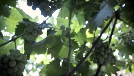 Shooted-in-slow-motion,-organic-grape-tree,-leaf-and-immature-green-grapes-in-Chile