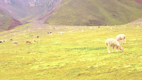 Herd-of-domesticated-llamas-grazing-on-valley-floor,-surrounded-by-mountains
