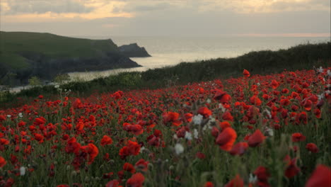 Beautiful-Slow-Panning-Shot-to-the-Left-with-a-Wild-Red-Poppy-Field-and-the-Ocean-and-Cliffs-in-the-Background-in-the-Evening
