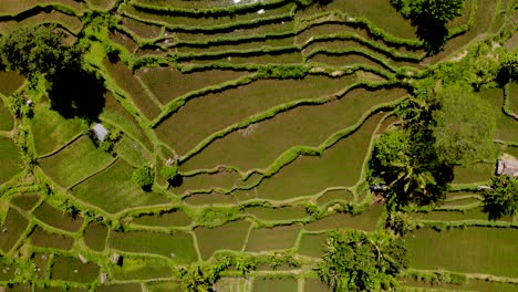 Birds-eye-aerial-drone-fly-over-rice-fields-in-Bali,-Indonesia