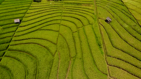 Aerial-pan-over-grass-fields-of-Indonesia