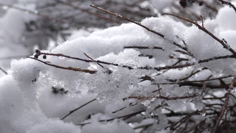 Heavy-snow-on-winter-twigs