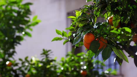 Naranjas-Jugosas-Crecen-En-La-Ciudad-De-Málaga,-En-La-Zona-Turística-De-La-Costa-Del-Sol,-España