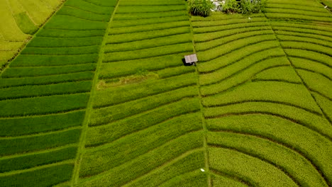 Aerial-pan-over-green-farming-fields-in-Bali,-Indonesia