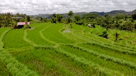 Aerial-drone-fly-over-rice-field-in-Bali,-Indonesia