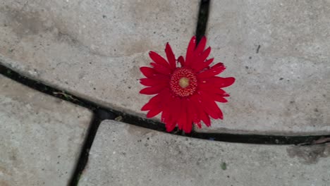 Deep-red-Gerbera-daisy-slow-motion-pan-growing-in-between-pavement-rock-slabs,-lonely-single-flower-all-on-its-own,-sad-and-emotional-clip