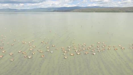 Drone-footage-flying-over-a-group-of-flamingos-in-a-green-lake-HD-aerial-clip
