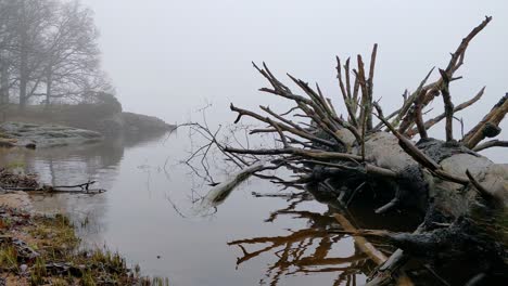 Hermoso-Gran-árbol-Caído-Descansando-En-El-Lago